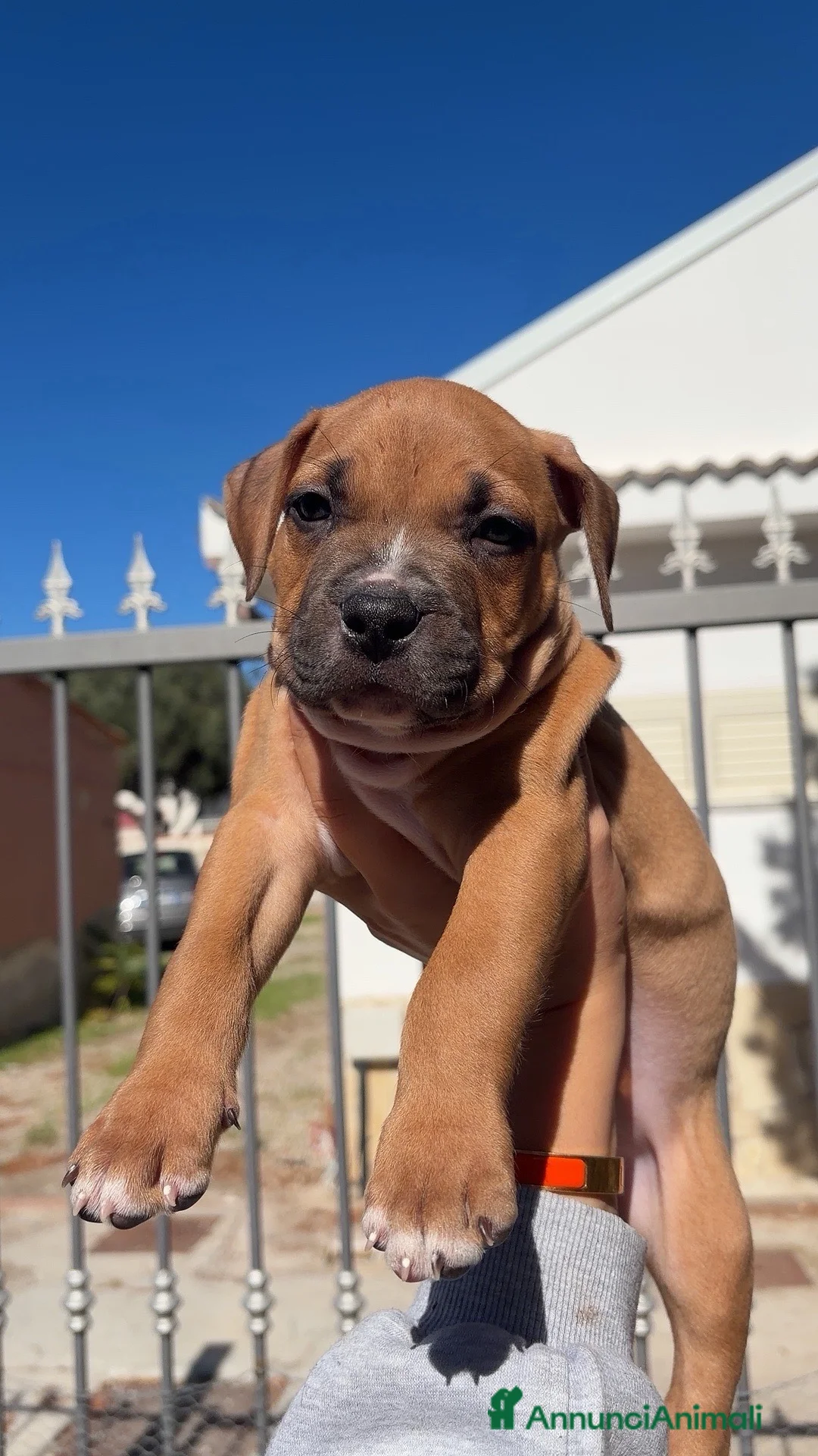 Pitbull cani in vendita: Cucciolo American Pitbull Terrier con Pedigree UKC - Annuncio 1