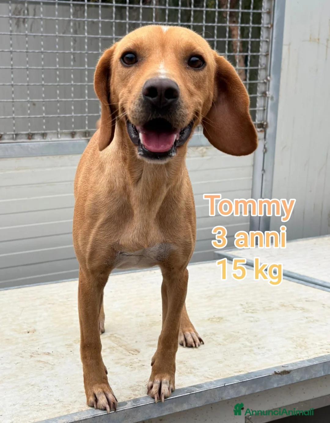 Meticcio cani in regalo: CANI TAGLIA PICCOLA E MEDIOPICCOLA  - Annuncio 7