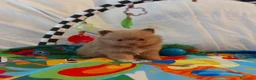 Volpino Pomerania cani in vendita: Cuccioli di Pomerania maschi e femmine cioccolato a Città metropolitana di Milano - Annuncio 16