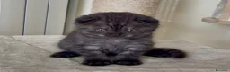 Scottish gatti in vendita: Scottish fold e straight  - Annuncio 15