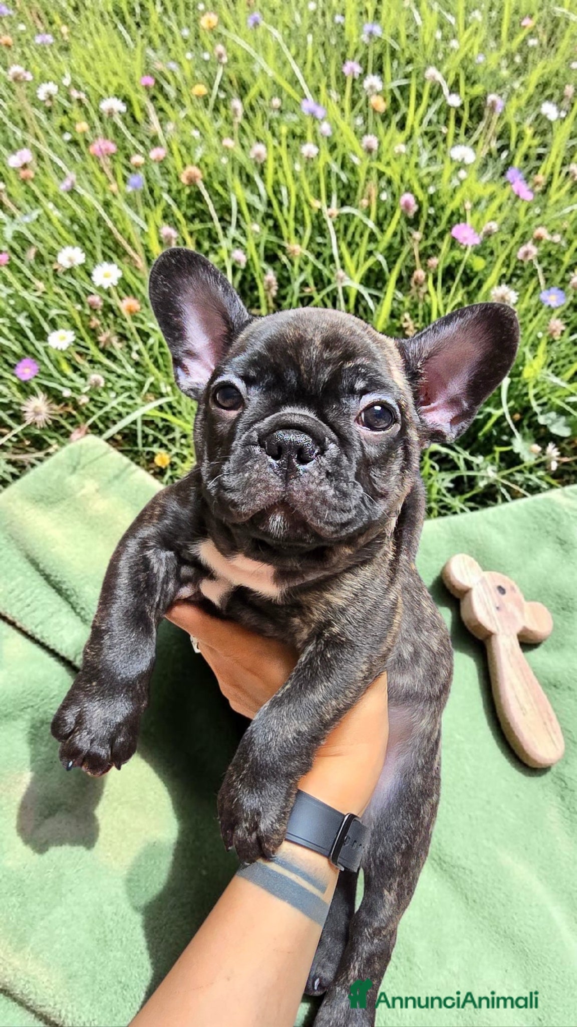 Bulldog Francese cani Cuccioli di Bulldog Francese Bringee con pedigree - Annuncio 1