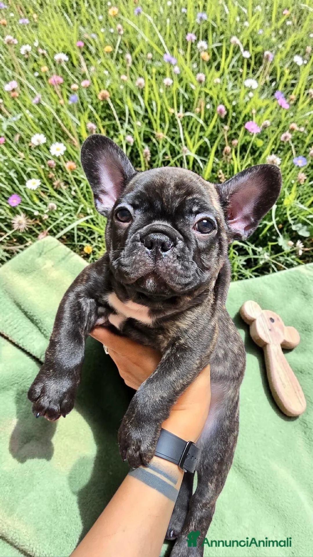 Bulldog Francese cani in vendita: Cuccioli di Bulldog Francese Bringee con pedigree a Città Metropolitana di Torino - Annuncio 1