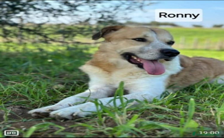 Meticcio cani a Provincia di Bergamo - Annuncio 9