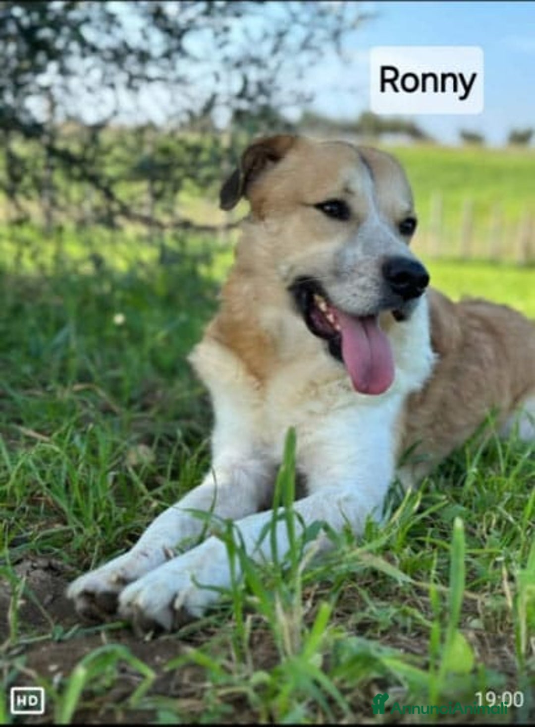 Meticcio cani in regalo: Ronny, 2 anni a Provincia di Bergamo - Immagine 1