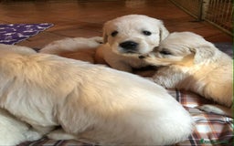 Golden Retriever cani in vendita: Cuccioli di golden retriever - Immagine 4