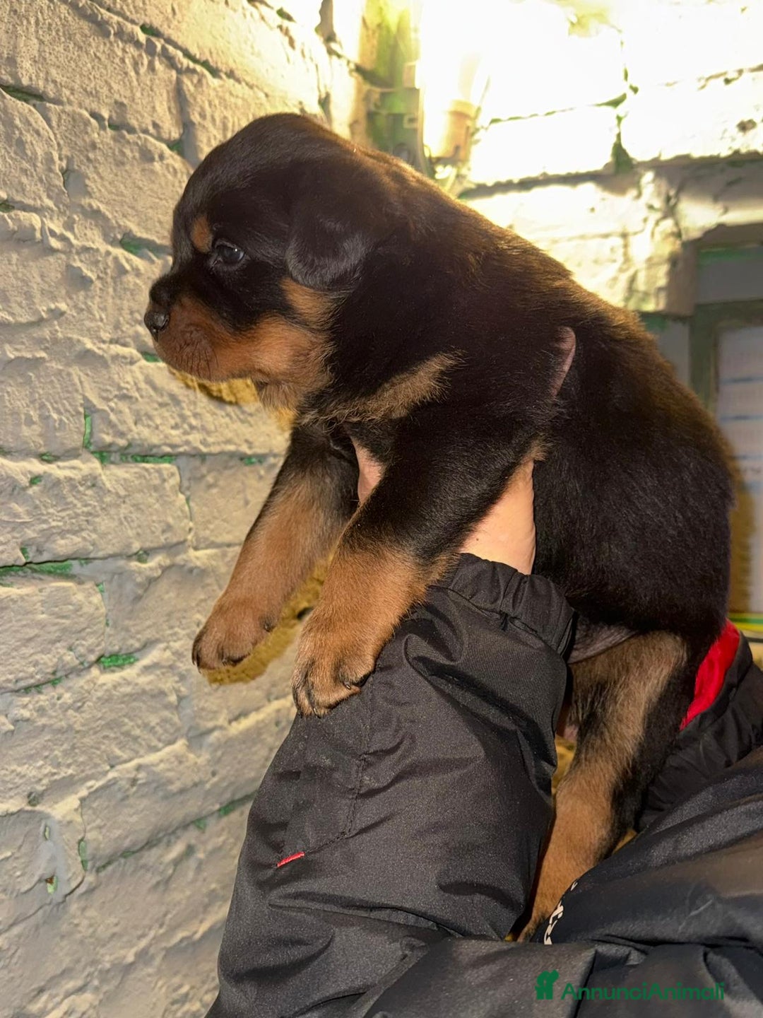 Rottweiler cani in vendita: Rottweiler - Annuncio 6