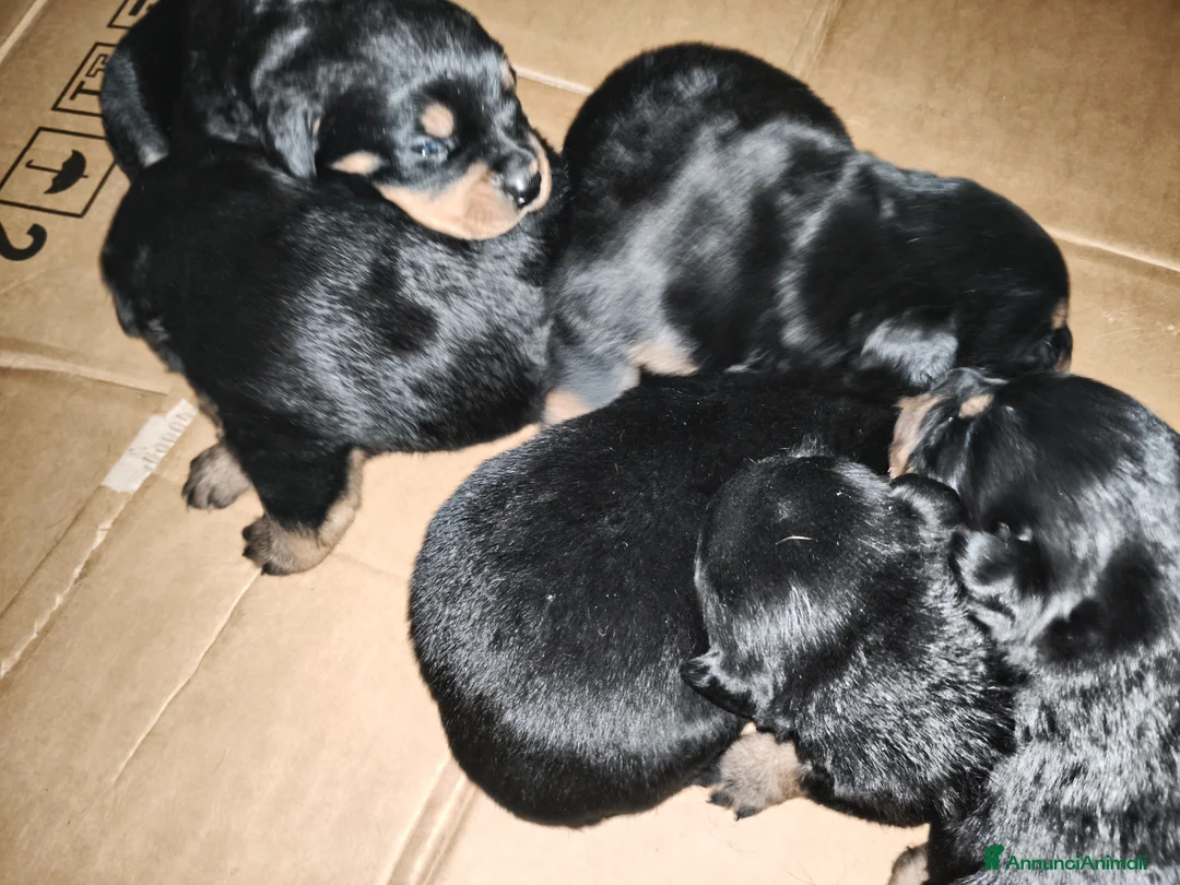 Rottweiler cani in vendita: Cuccioli Rottweiler disponibili - Annuncio 1
