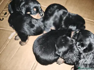 Rottweiler cani Cuccioli Rottweiler disponibili - Annuncio 1
