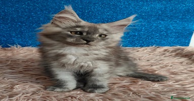 Maine Coon gatti a Città Metropolitana di Venezia - Annuncio 7