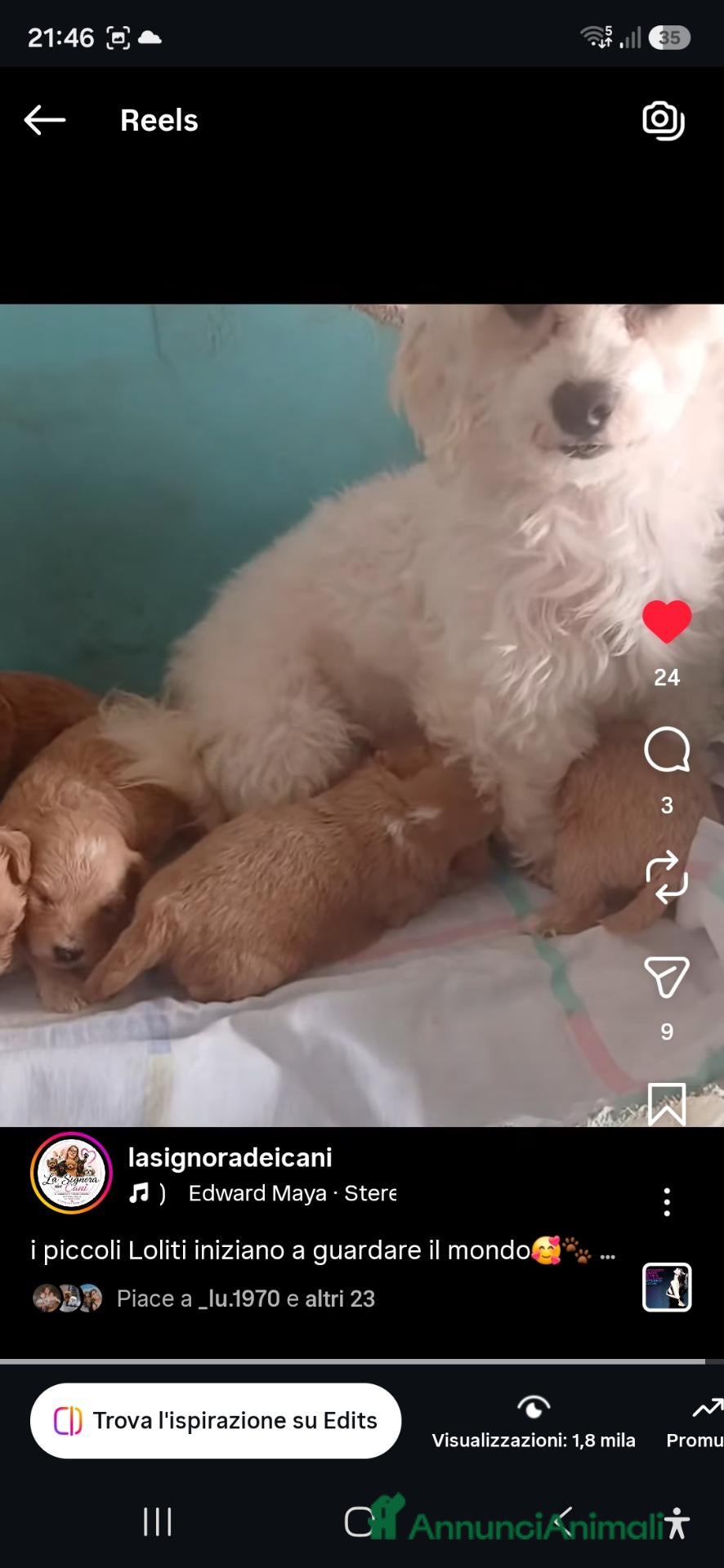Maltipoo cani Maltipoo  - Annuncio 13