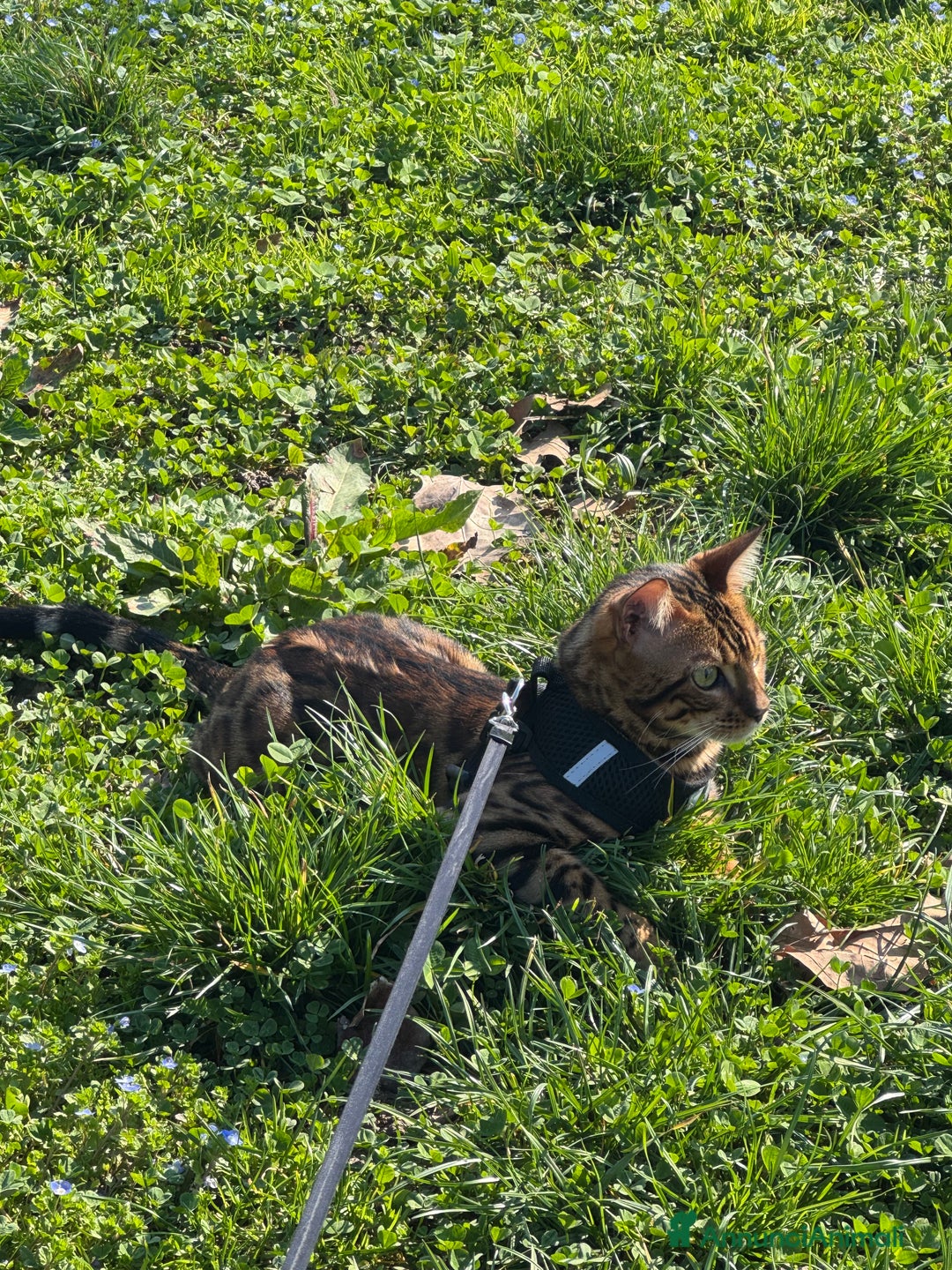 Bengala gatti per accoppiamento: Gatto bengala da Monta  a Città metropolitana di Milano - Immagine 1
