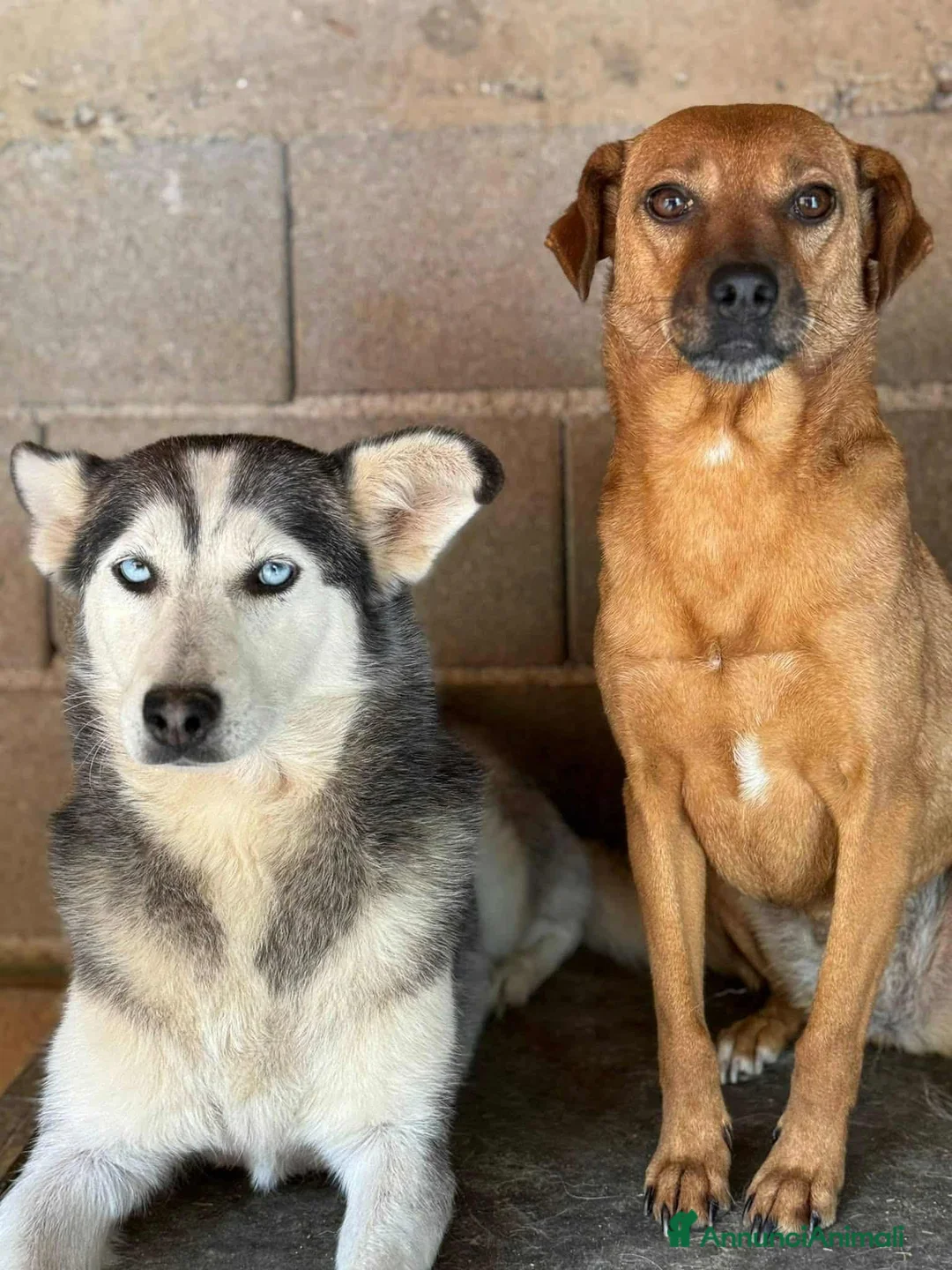 Meticcio cani in regalo: REDDY, nanetta piena di GIOIA! Taglia PICCOLA - Annuncio 3