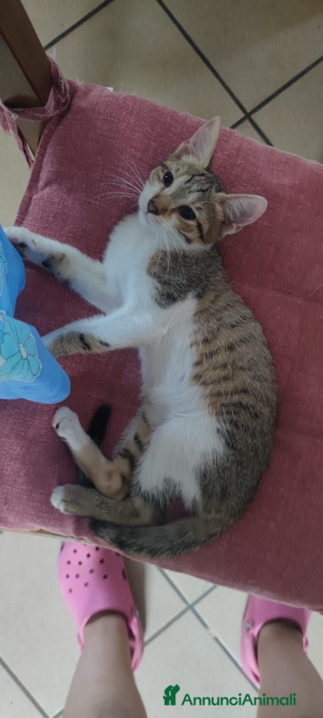 Altre razze gatti Dolce micina in regalo 📍VCO, Piemonte - Annuncio 1