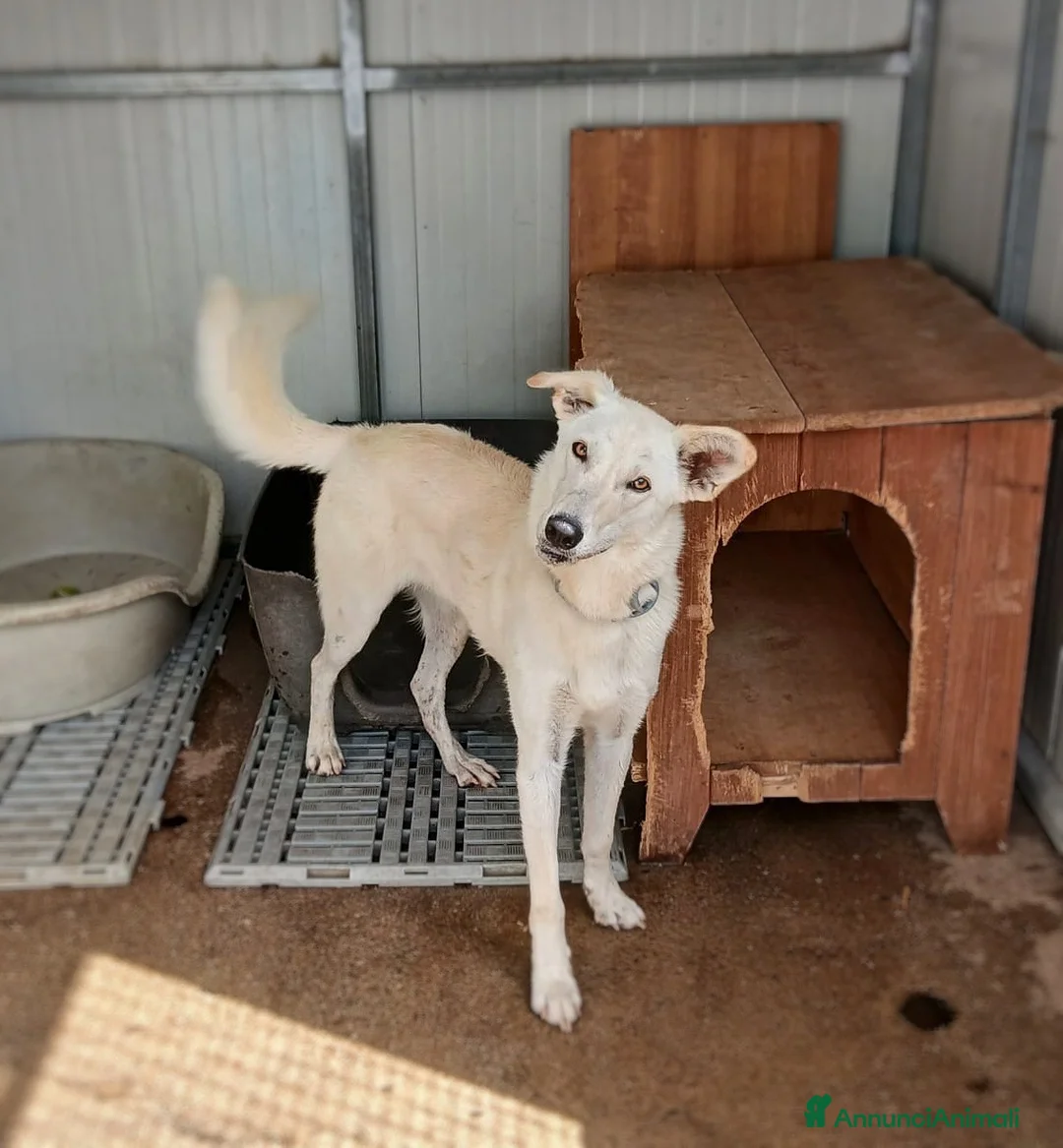 Meticcio cani in regalo: ERIS 🩷 LA VITA È MOLTO PIÙ DI UN BOX ♥️ a Provincia di Pistoia - Annuncio 2