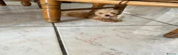 Barboncino Toy cani in vendita: Cucciolo di barboncino maschio  - Annuncio 5