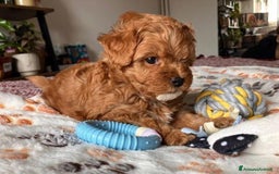 Meticcio cani in vendita: Cuccioli di Maltipoo - Immagine 6