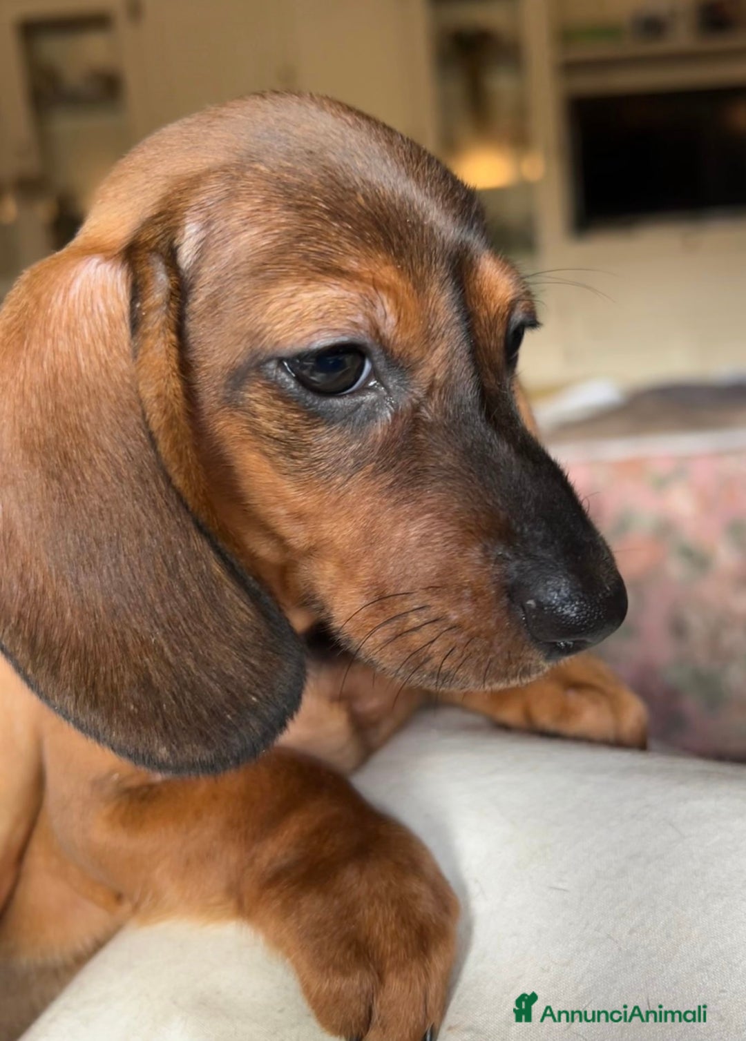 Bassotto cani in vendita: Cuccioli bassotto con pedigree  - Annuncio 11