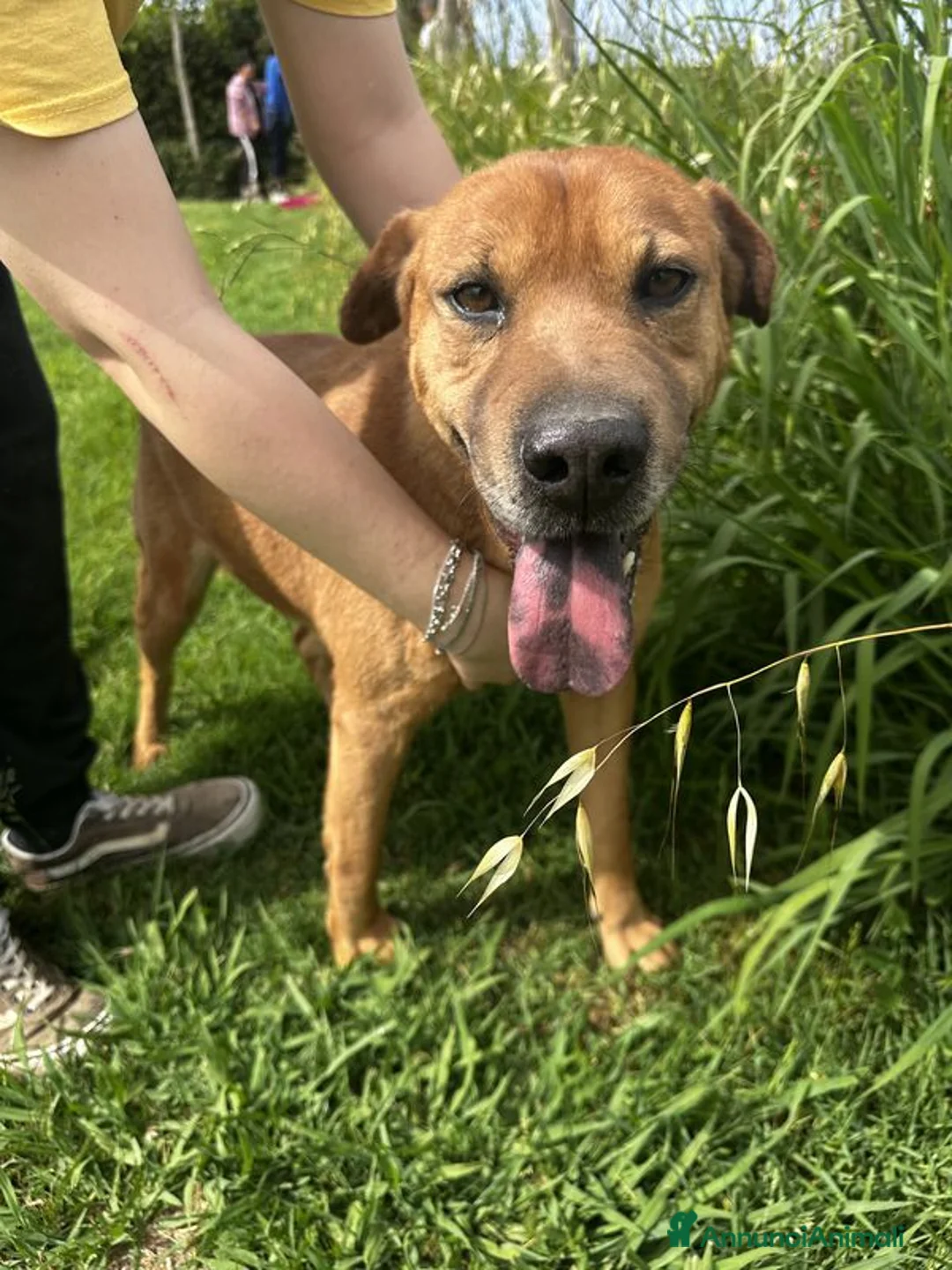 Meticcio cani in regalo: Frizzante e simpatico Orazio a Provincia di Latina - Annuncio 4