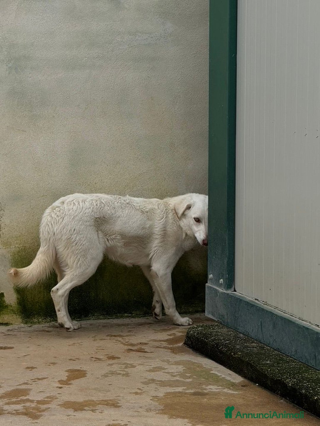 Meticcio cani in regalo: Chiara: 1 anno, socievole ed equilibrata - Annuncio 21