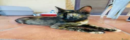 Europeo gatti in regalo: Gattini maschio e femmina 2 mesi  - Annuncio 2