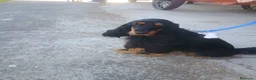 Cocker cani in vendita: Cedo cocker di due anni - Annuncio 2