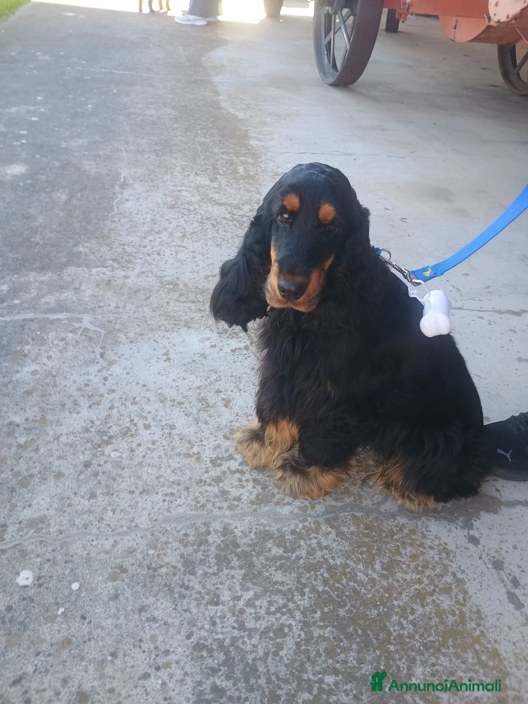 Cocker cani in vendita: Cedo cocker di due anni - Annuncio 2