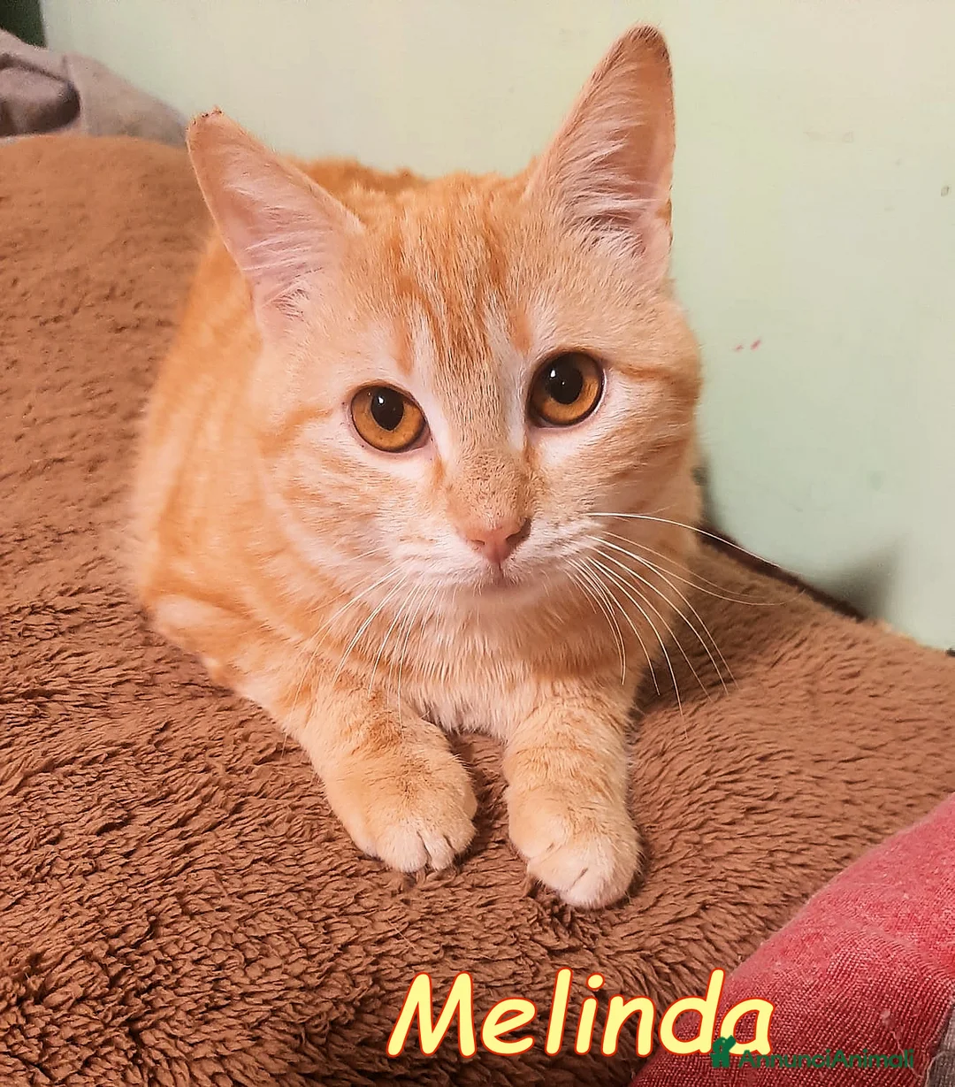 Europeo gatti in regalo: Melinda, piccola meraviglia rossa - Annuncio 1