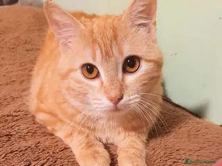 Europeo gatti Melinda, piccola meraviglia rossa - Annuncio 11