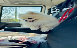 Spitz cani per accoppiamento: Cercasi Femmina Roma a Città metropolitana di Roma Capitale - Immagine 17
