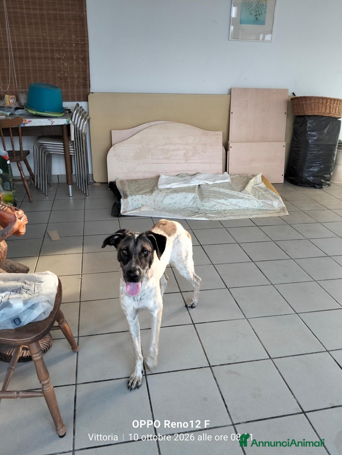 Meticcio cani Femminuccia estremamente affettuosa  - Annuncio 3