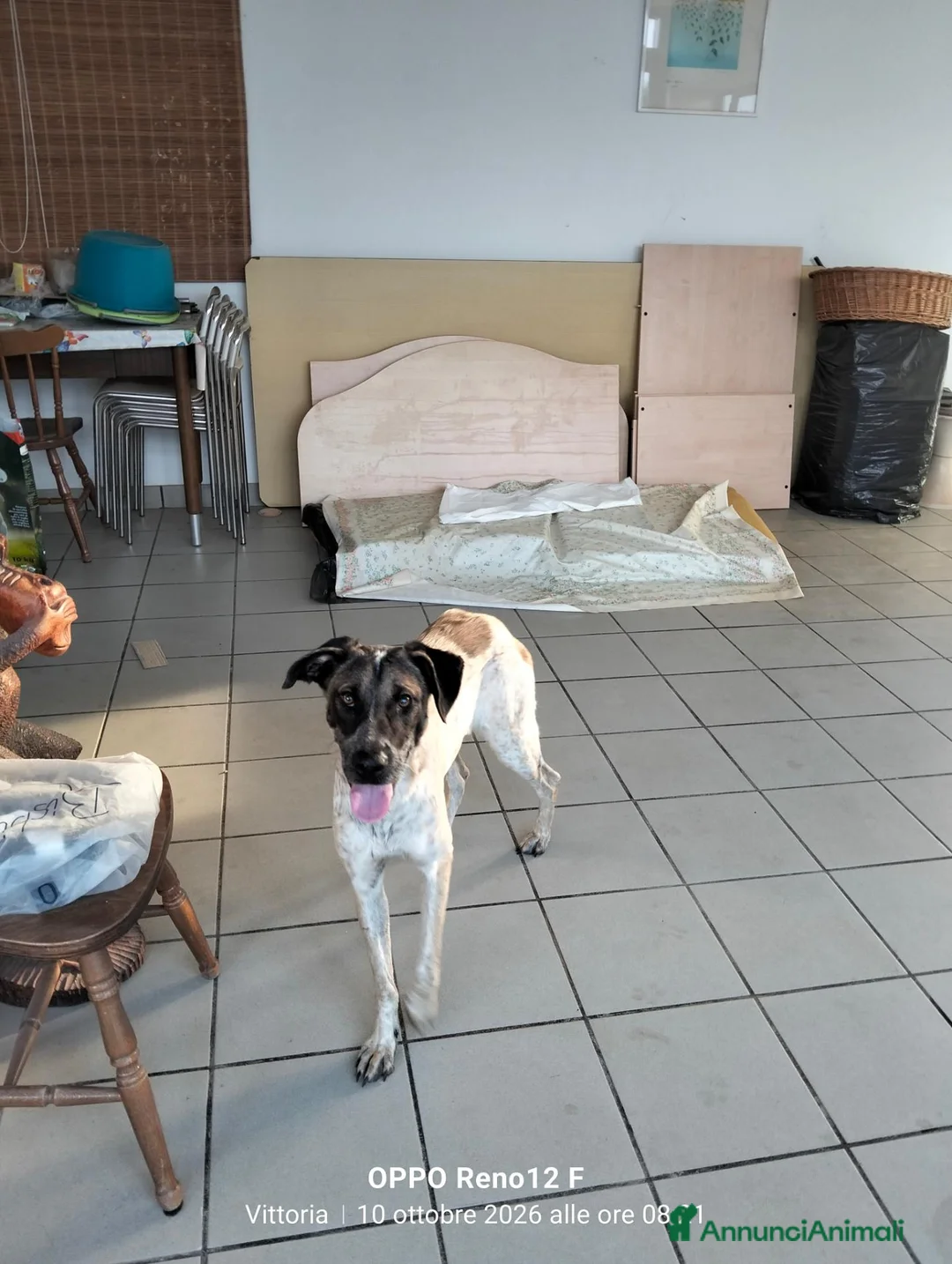Meticcio cani in regalo: Femminuccia estremamente affettuosa  - Annuncio 1