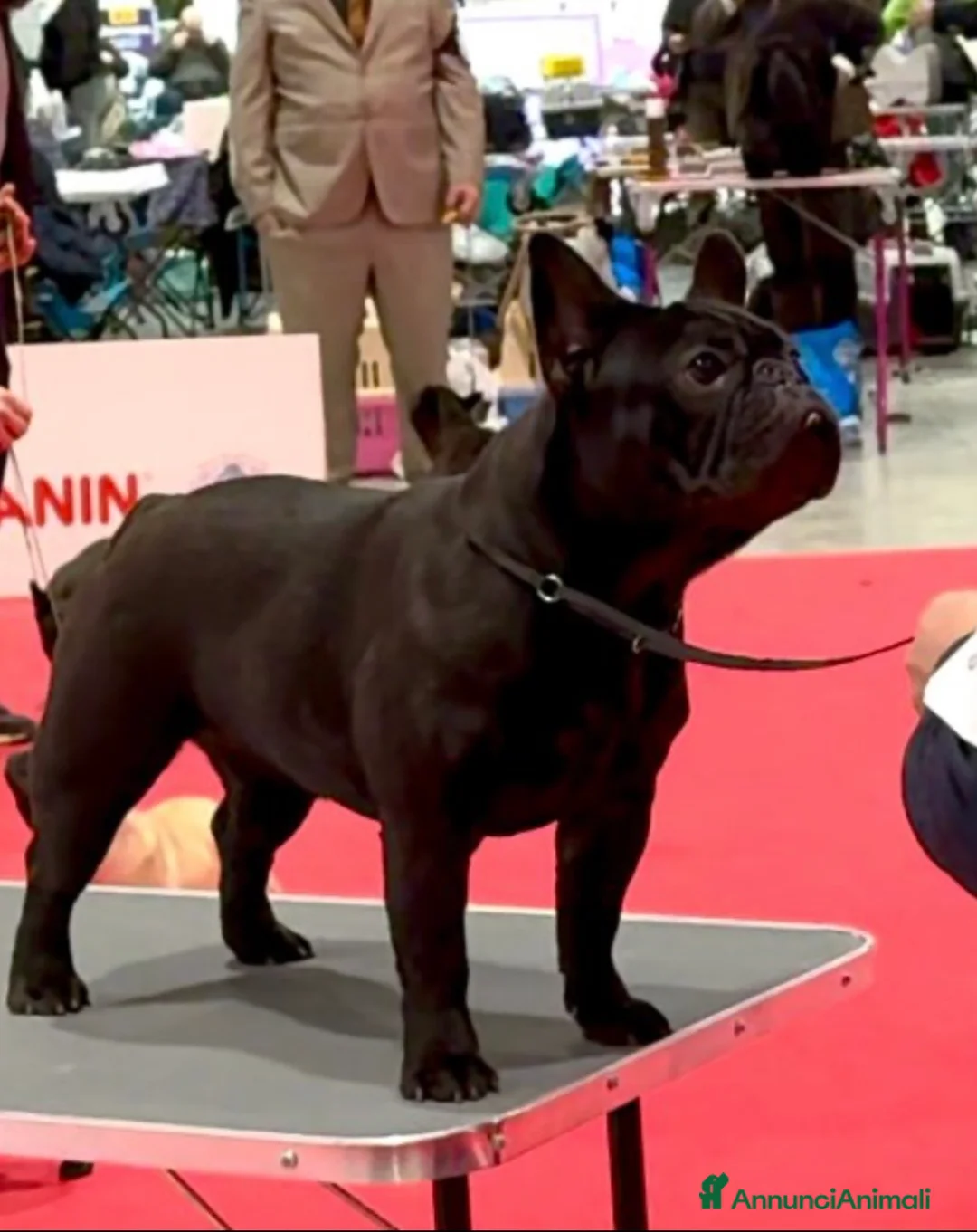 Bulldog Francese cani in vendita: Cucciola di bulldog francese  - Annuncio 2