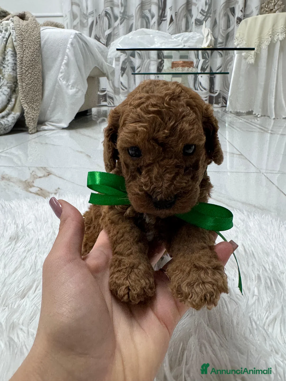 Meticcio cani in vendita: Barboncini red - Annuncio 14