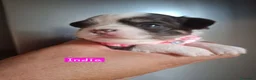 Chihuahua cani in vendita: Chihuahua pelo lungo  - Annuncio 7