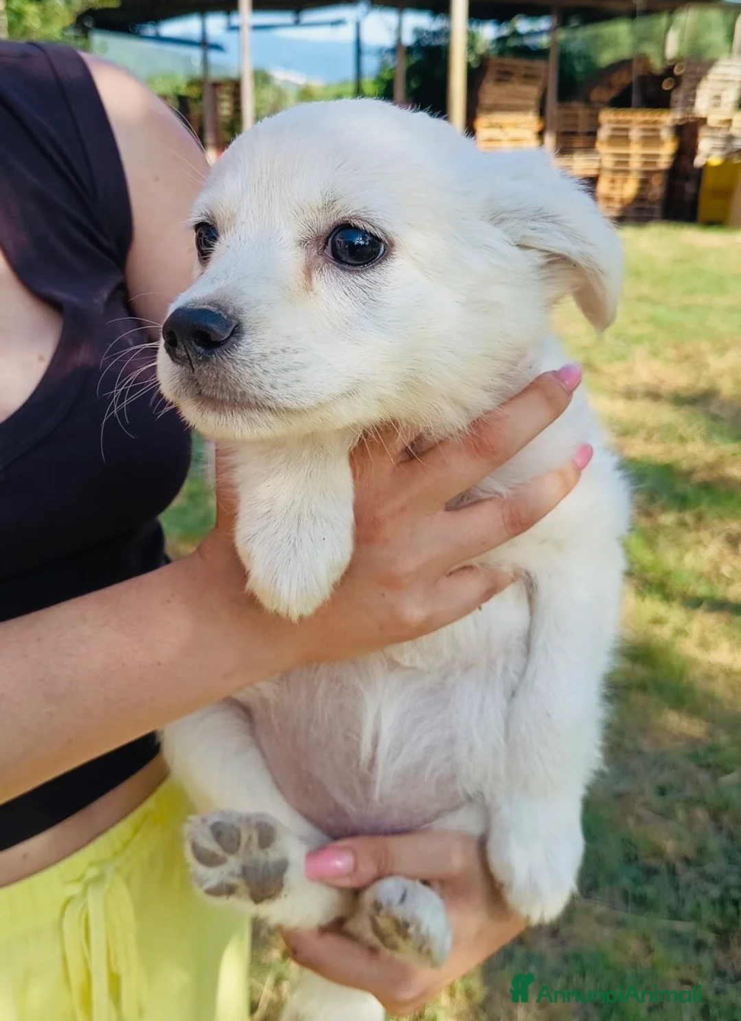 Meticcio cani in regalo: Cuccioli 2 mesi taglie medie - Annuncio 7