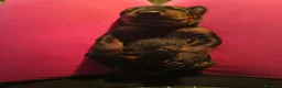 Dobermann cani in vendita: Dobermann cuccioli  - Annuncio 3
