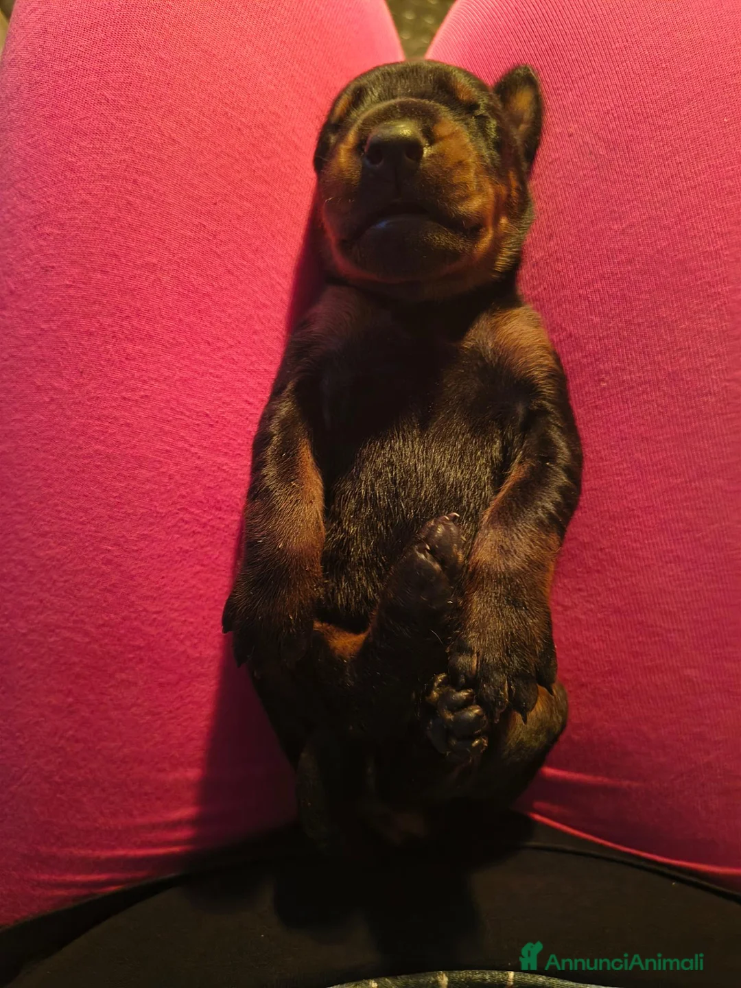 Dobermann cani in vendita: Dobermann cuccioli  - Annuncio 3