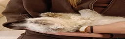 Persiano gatti in vendita: Gattini Persiani BLUE POINT  - Annuncio 6