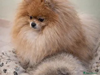 Volpino Pomerania cani Volpino pomerania pedigree - Annuncio 1