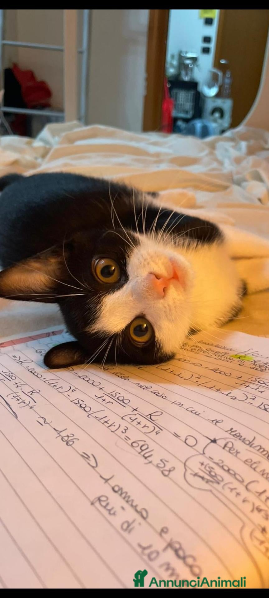 Meticcio gatti  Gattino nato 08/06/2026  In adozione gratis (Bo) - Annuncio 17