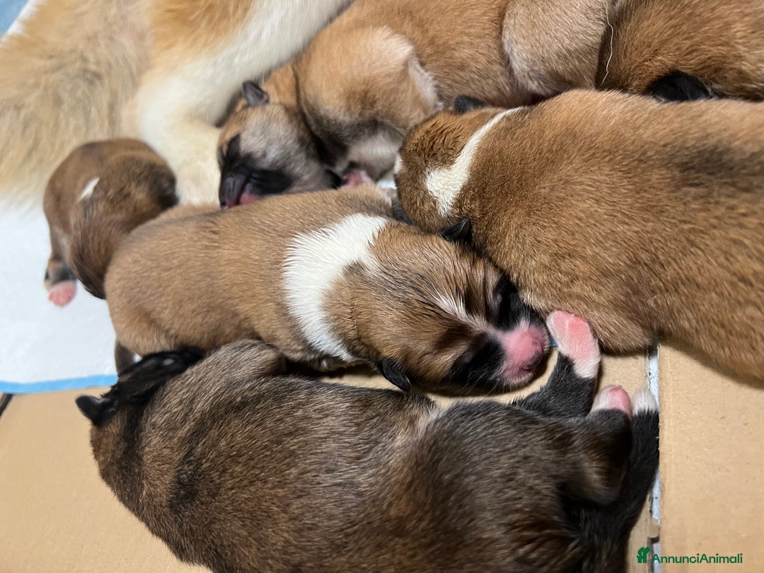 Akita Inu cani in vendita: Cuccioli di Akita Inu appena nati - Annuncio 5