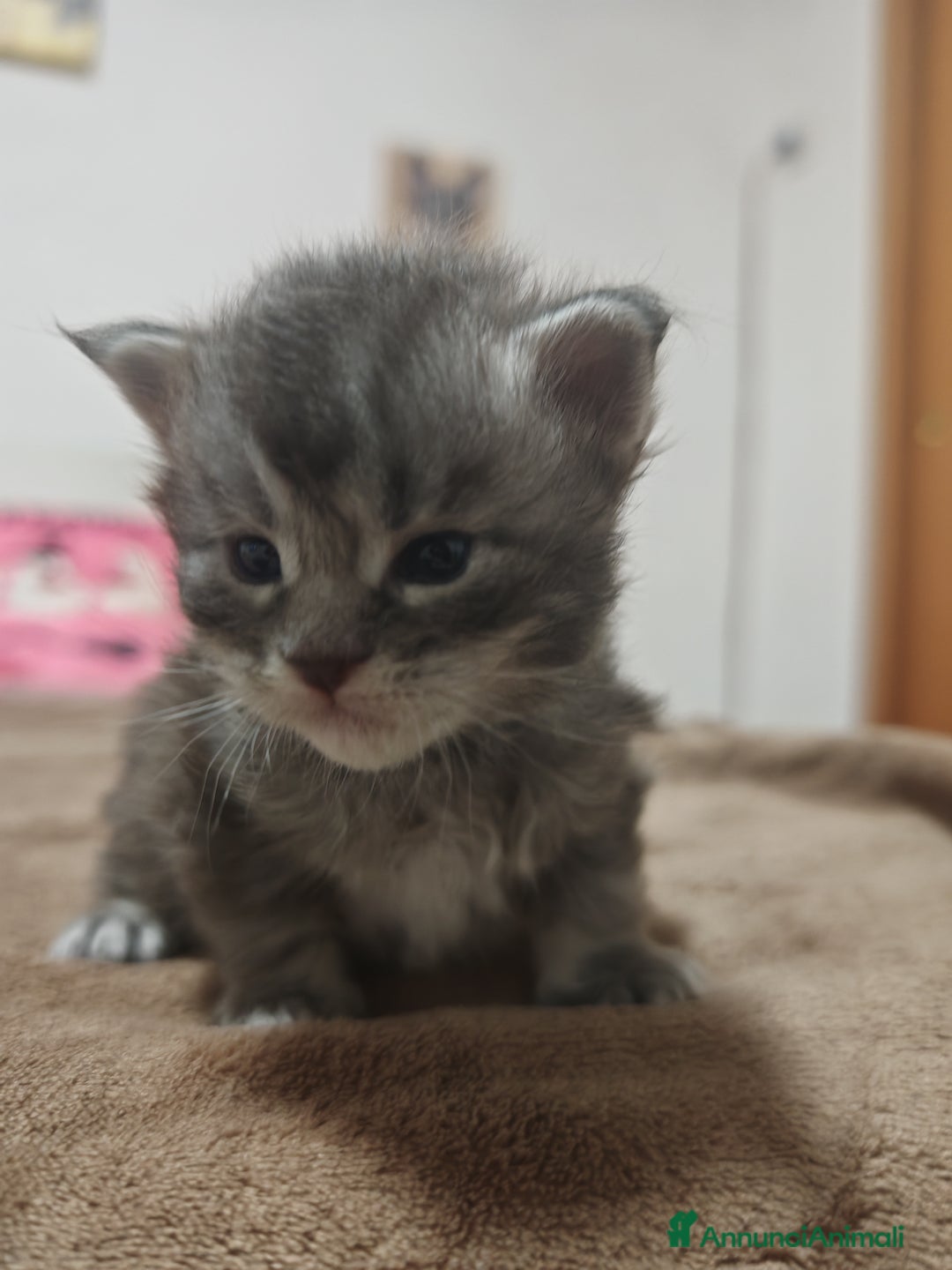 Maine Coon gatti in vendita: Maine coon  - Annuncio 3