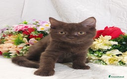 Scottish gatti in vendita: Scottish Straight Chocolat  a Città metropolitana di Roma Capitale - Immagine 3