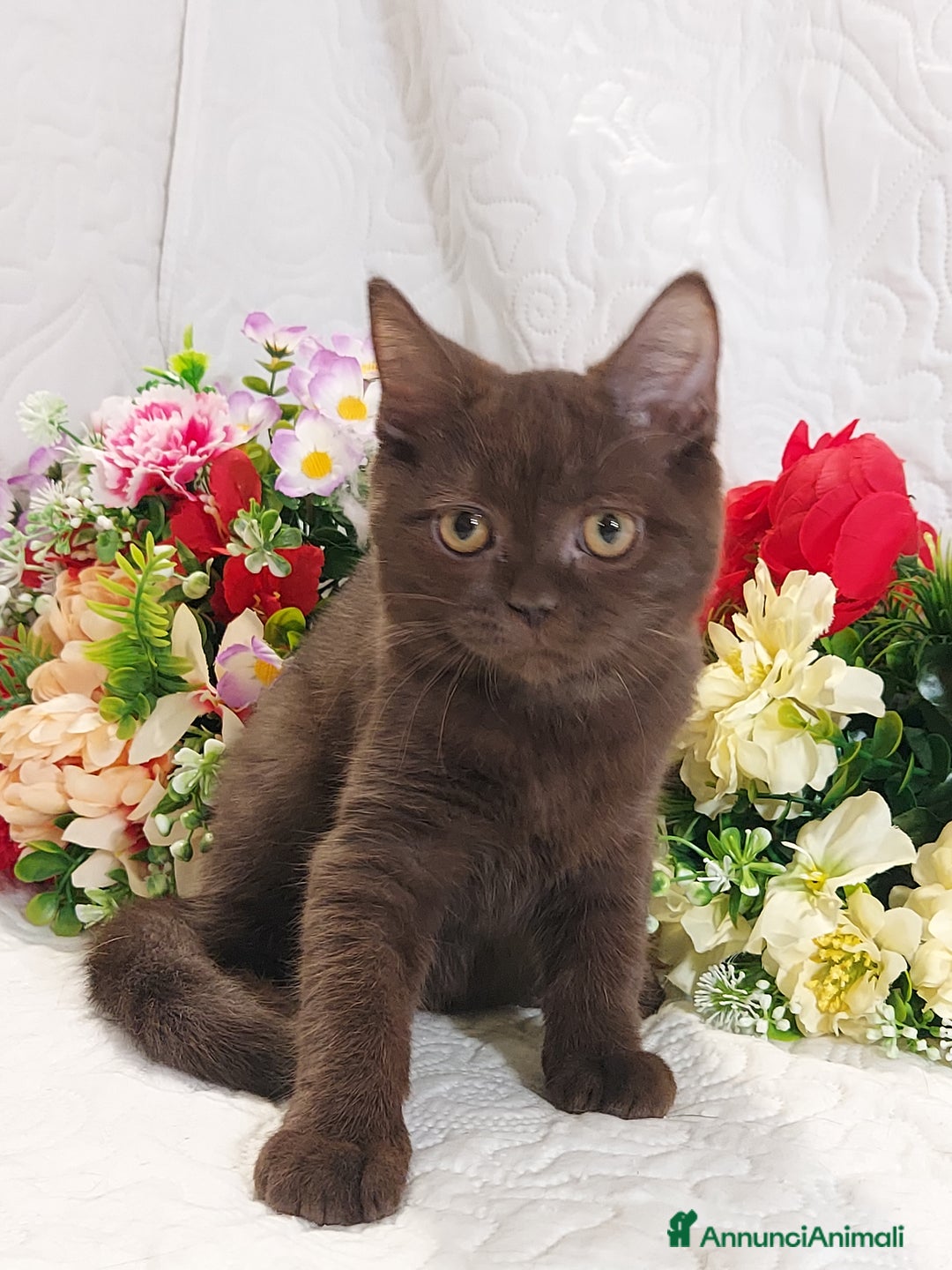 Scottish gatti in vendita: Scottish Straight Chocolat  a Città metropolitana di Roma Capitale - Immagine 3