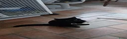 Meticcio gatti in regalo: GATTO NERO  - Annuncio 4