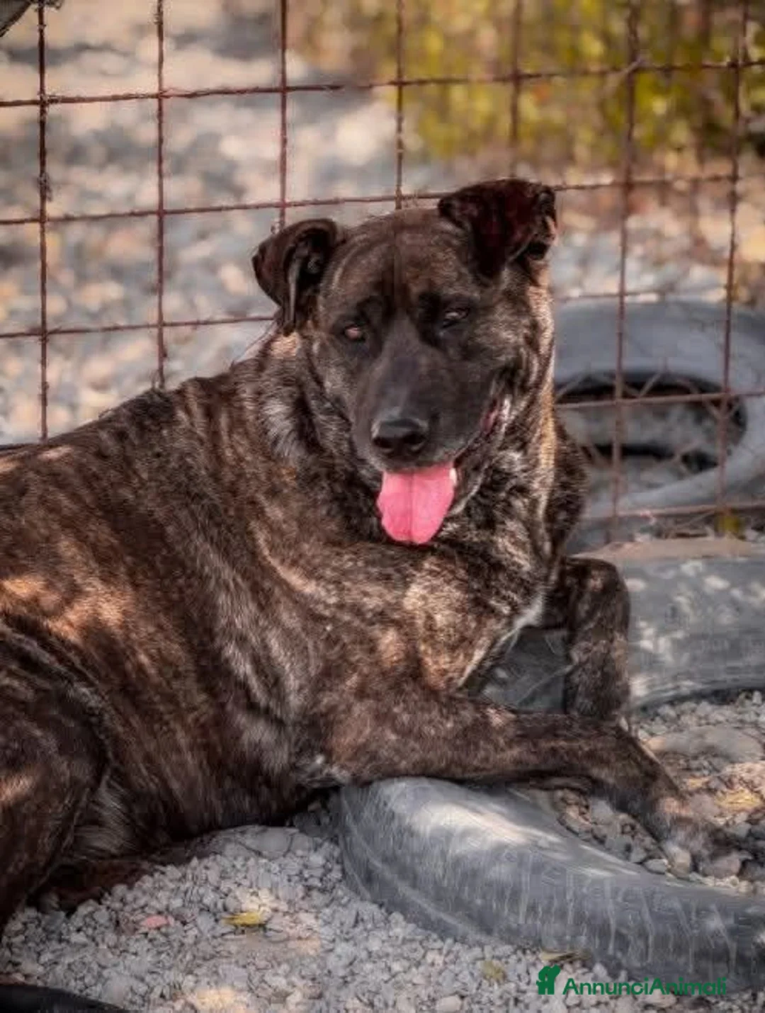 Meticcio cani in regalo: Cesare - Annuncio 1