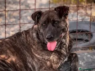 Meticcio cani Cesare - Annuncio 36