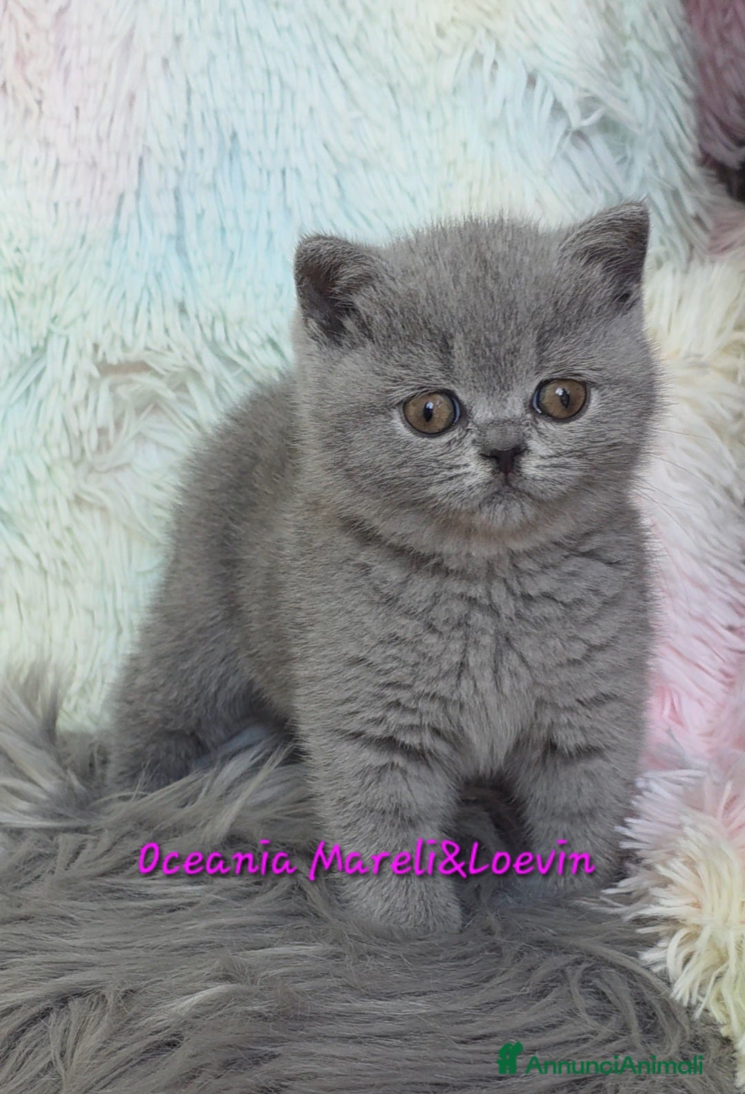 British gatti British shorthair femmine - Annuncio 1