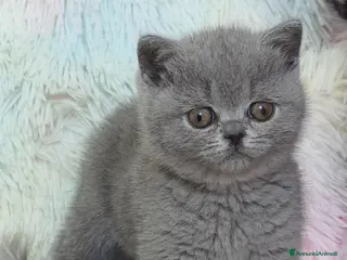 British gatti British shorthair femmine - Annuncio 1