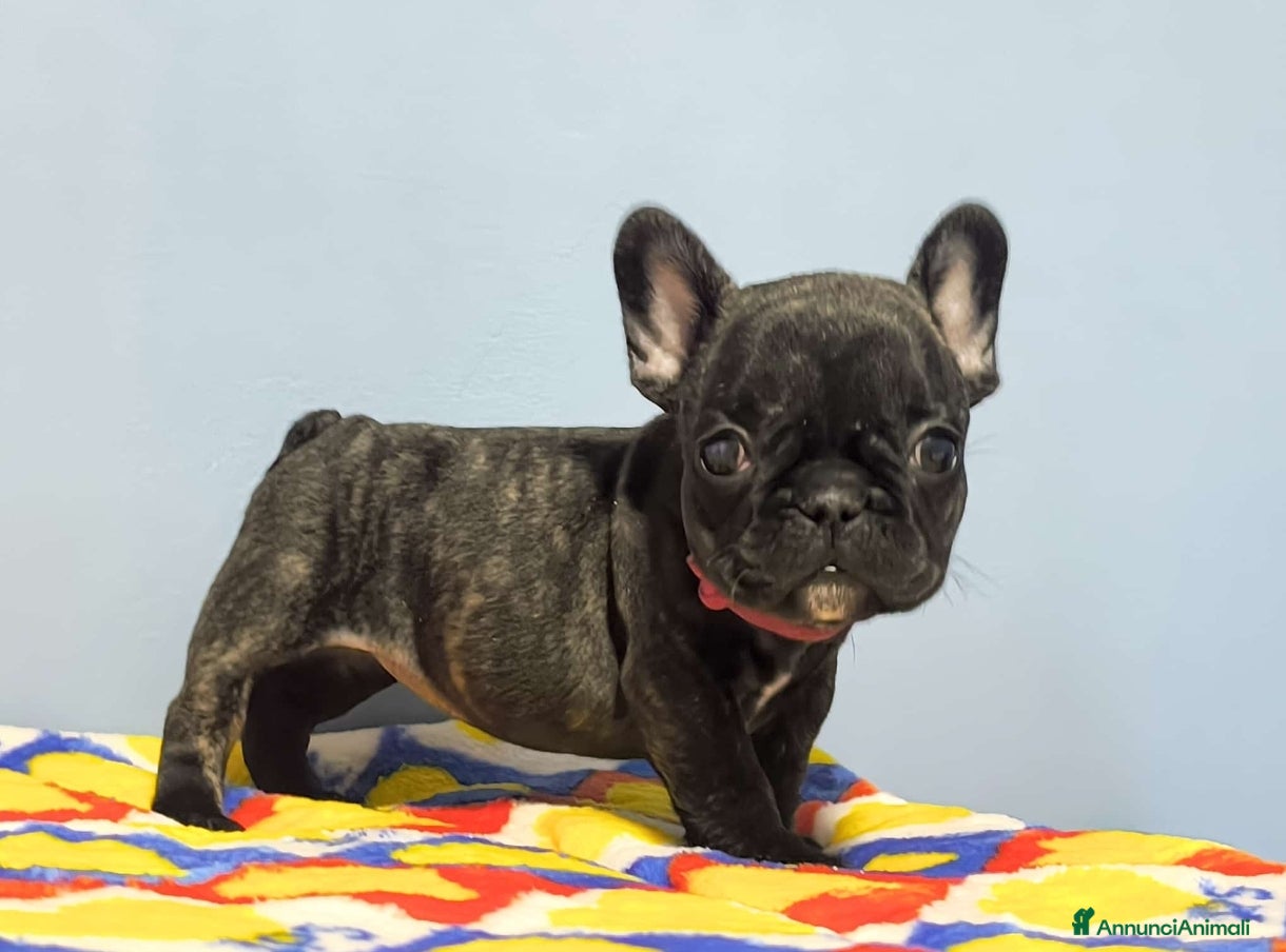 Bulldog Francese cani Cuccioli di Bulldog francese - Annuncio 7